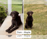 Small #2 Labrador Retriever