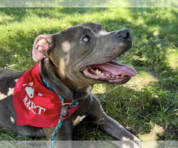 Medium Photo #3 American Pit Bull Terrier Puppy For Sale in St. Cloud, MN, USA