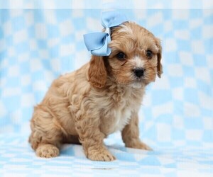 Cavapoo (Miniature) Puppy for sale in LIBERTY, KY, USA