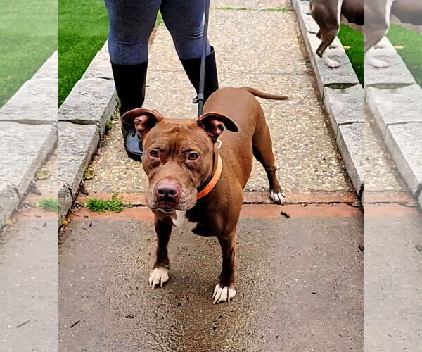 Medium Photo #3 American Staffordshire Terrier-Unknown Mix Puppy For Sale in Perth Amboy, NJ, USA