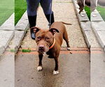 Small #2 American Staffordshire Terrier Mix
