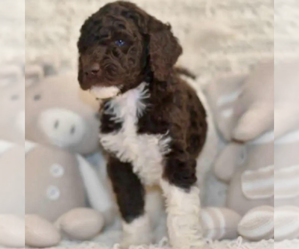 Medium Photo #48 Labradoodle mix (+ Poodle Standard) Puppy For Sale in CHULA VISTA, CA, USA