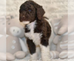 Puppy Parti Brown Labradoodle mix (+ Poodle Standard)