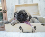 Small Photo #4 Pug Puppy For Sale in HONEY BROOK, PA, USA
