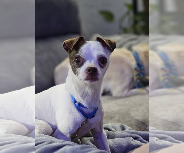 Medium Photo #3 Chihuahua-Unknown Mix Puppy For Sale in New London, WI, USA