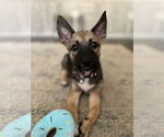 Small #1 Chihuahua-Spaniel Mix