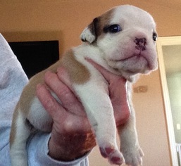 Bulldog Puppy for sale in BONHAM, TX, USA