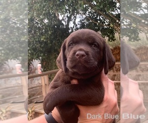 Labrador Retriever Puppy for sale in REDONDO BEACH, CA, USA