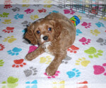 Small Photo #5 Cocker Spaniel-Poodle (Miniature) Mix Puppy For Sale in ORO VALLEY, AZ, USA