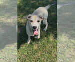 Small #1 Labrador Retriever Mix