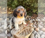 Small #2 Dachshund