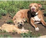 Small #4 Border Terrier-Cairn Terrier Mix