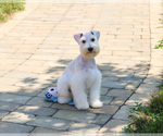 Small #3 Schnauzer (Miniature)