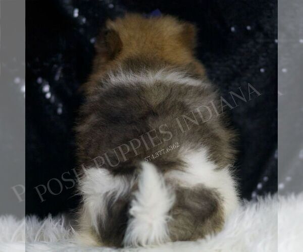 Medium Photo #5 Pomeranian Puppy For Sale in WARSAW, IN, USA