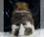 Small #4 Pomeranian