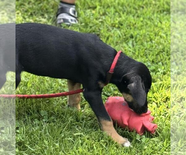 Medium Photo #3 Labrador Retriever-Unknown Mix Puppy For Sale in Yardley, PA, USA