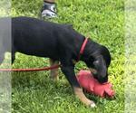 Small #2 Labrador Retriever Mix