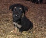 Small Photo #2 Australian Shepherd-German Shepherd Dog Mix Puppy For Sale in SUMMERFIELD, OH, USA