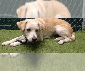 Labrador Retriever-Unknown Mix Dogs for adoption in Downey, CA, USA