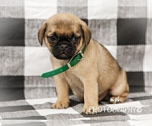 Jug-Pug Mix Puppy for sale in LIBERTY, KY, USA