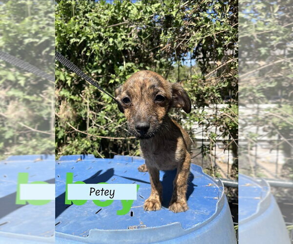 Medium Photo #7 ShiChi Puppy For Sale in Brewster, NY, USA