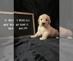 Small Photo #4 Golden Retriever Puppy For Sale in WINTER PARK, FL, USA