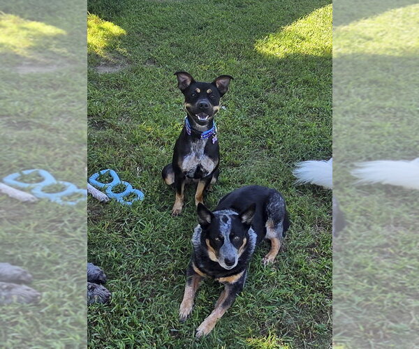 Medium Photo #4 - Mix Puppy For Sale in Candler, NC, USA
