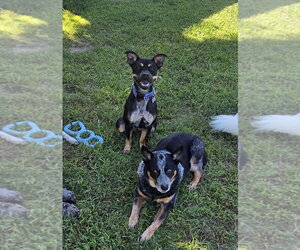 Pippa - Female - Mix Dog for Adoption - Photo #4