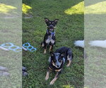 Small Photo #4 - Mix Puppy For Sale in Candler, NC, USA