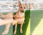Small German Shepherd Dog