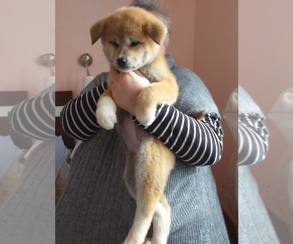 Medium Photo #8 Akita Puppy For Sale in Chisinau, Chisinau Municipality, Moldova