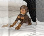 Small Photo #6 Doberman Pinscher Puppy For Sale in BUCKEYE, AZ, USA