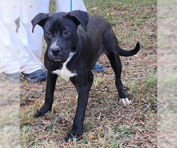Medium Photo #2 Labrador Retriever-Unknown Mix Puppy For Sale in Wetumpka, AL, USA