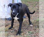 Small #1 Labrador Retriever Mix