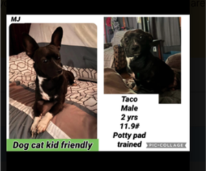 Chihuahua-Unknown Mix Dogs for adoption in Plainfield, IL, USA