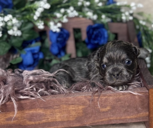 Medium Photo #6 French Bulldog Puppy For Sale in SPRINGFIELD, MO, USA