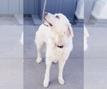 Small Photo #4 Great Pyrenees Puppy For Sale in PEYTON, CO, USA