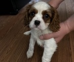 Puppy Tory Cavalier King Charles Spaniel