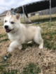 Small Photo #3 Siberian Husky Puppy For Sale in JOPLIN, MO, USA