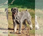 Small #11 Schnauzer (Giant)
