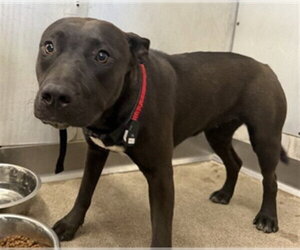 Mutt Dogs for adoption in San Bernardino, CA, USA