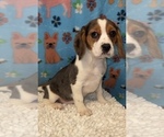 Small Photo #2 Beaglier Puppy For Sale in MARTINSVILLE, IN, USA