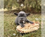 Small #3 French Bulldog