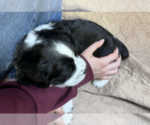 Small #4 English Springer Spaniel