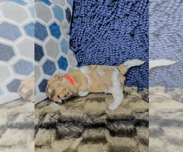 Medium Photo #19 Zuchon Puppy For Sale in CLERMONT, FL, USA