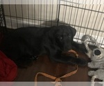 Small Photo #3 Labrador Retriever Puppy For Sale in ALTAMONTE SPG, FL, USA