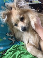 Pomeranian Puppy for sale in LANSING, MI, USA