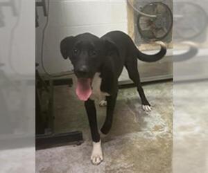 Medium Border Collie Mix