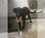Small Border Collie Mix