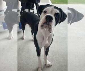Boxer Dogs for adoption in The Woodlands, TX, USA